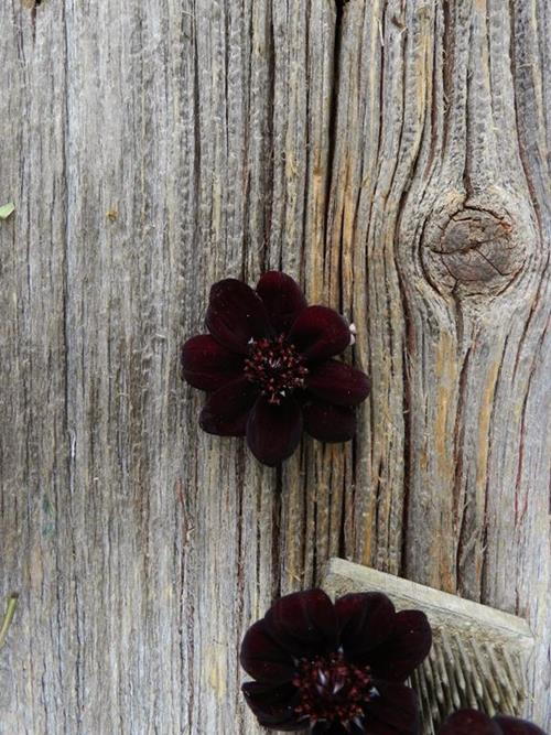 CHOCOLATE COSMOS BROWN NOVELTY